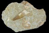Fossil Plesiosaur (Zarafasaura) Tooth In Rock - Morocco #102088-1